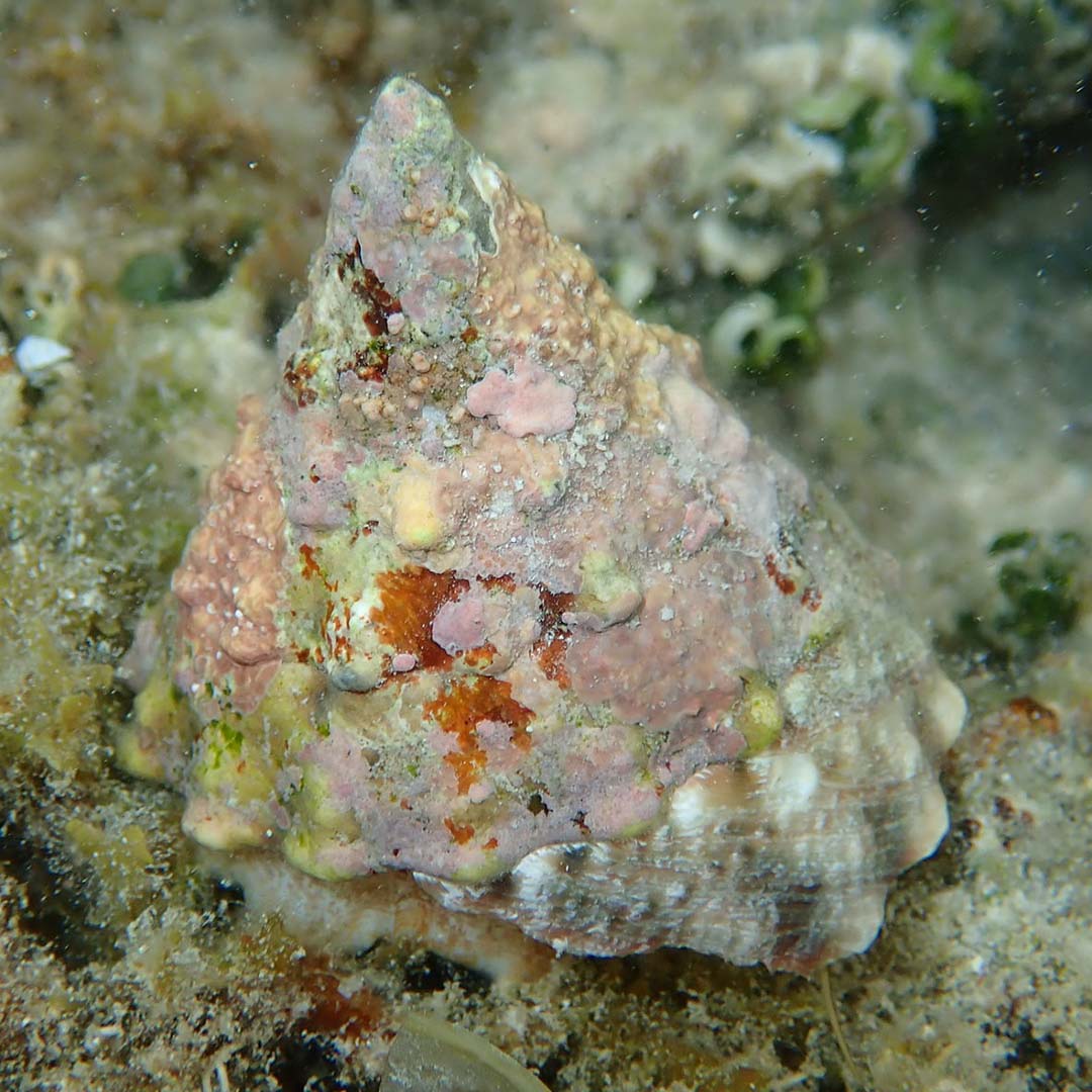 A turban snail resting on algae-covered seabed, its pyramid-shaped shell overgrown with pink and orange crusts