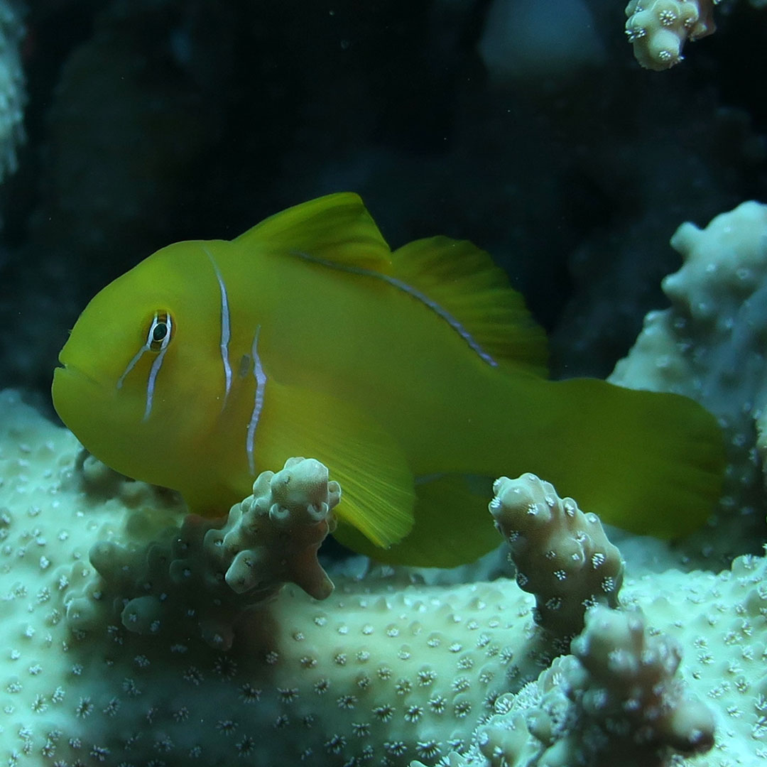 Citron Goby (Gobiodon citrinus) with its yellow body and thin pale blue bars on the head, among the branches of a coral