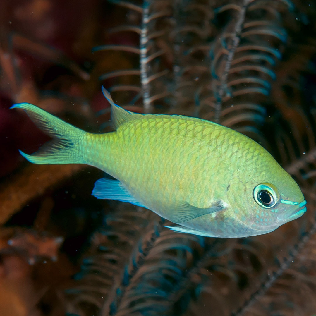 A yellowish green Green Chromis seen side-on against a dark background