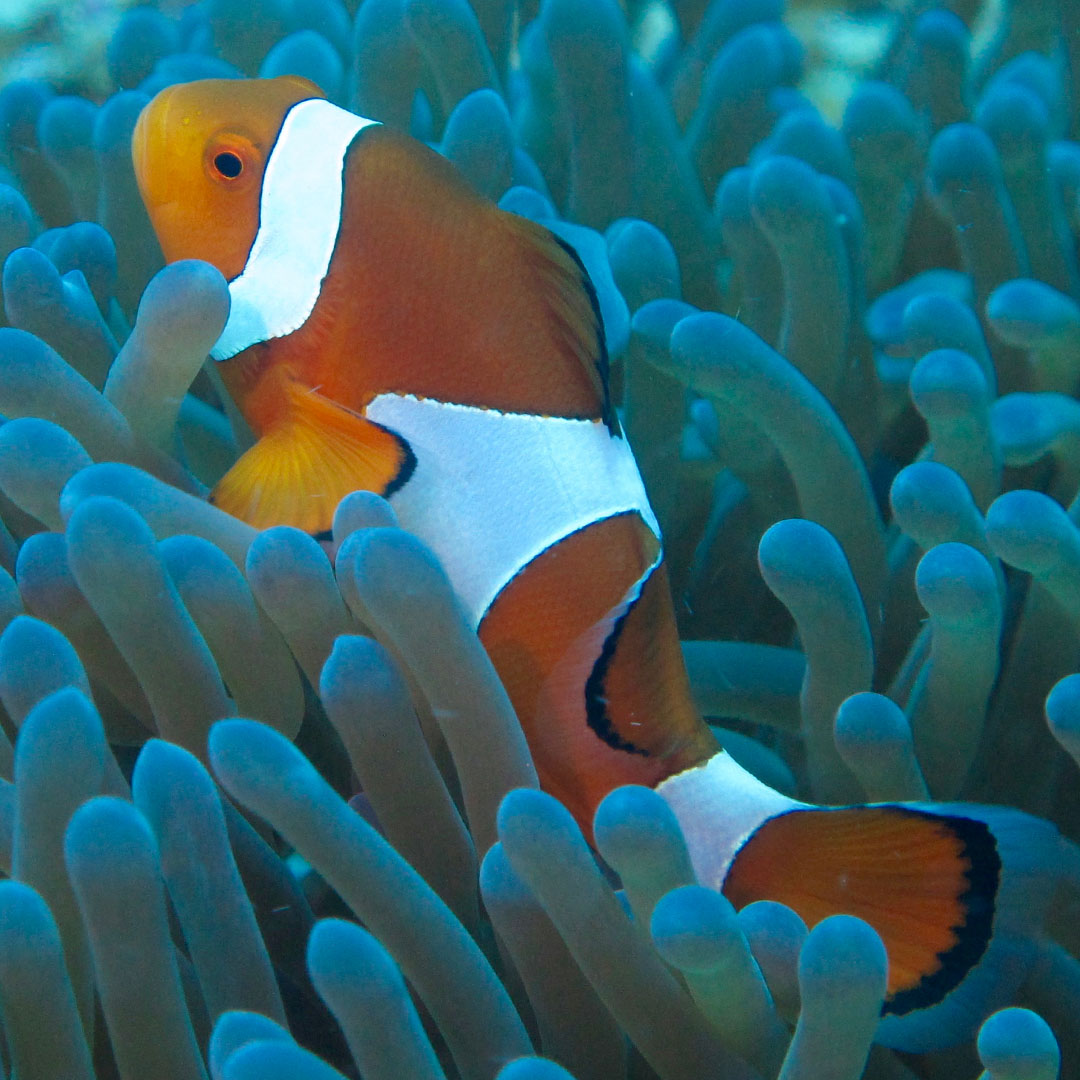 Ocellaris Clownfish among blue-green anemone tentacles, its three white bands edged with a thin black line