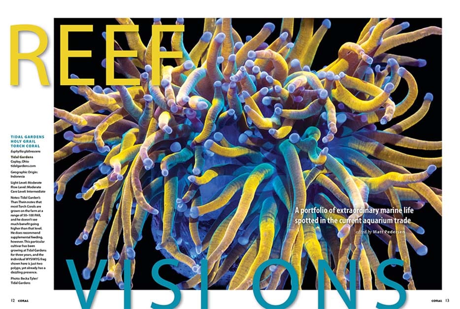 Düşünülmiyeni Toplamak / CORAL Magazine / Resif Vizyonu