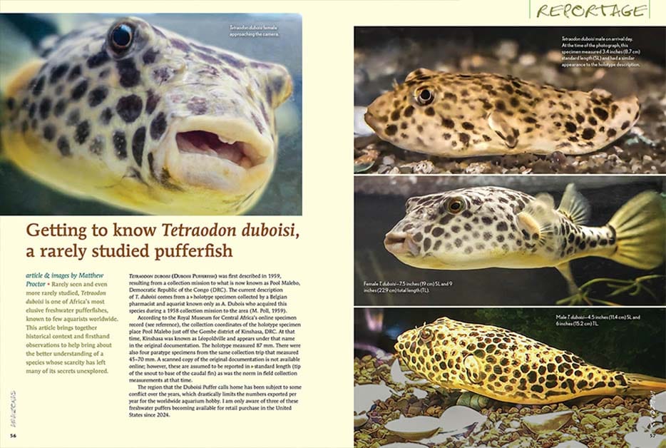 The Flat and the Curious / AMAZONAS Magazine: A Rare Pufferfish