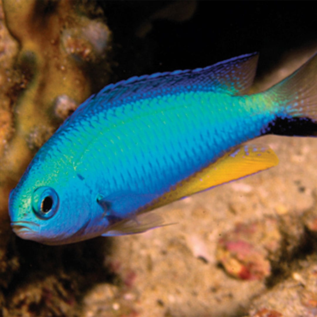 Allen's Damselfish (Pomacentrus alleni) Bakım Rehberi