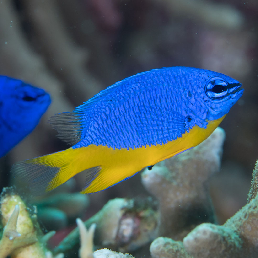 Azure damselfish with a blue back, yellow belly and yellow tail swimming above branching stony coral, with an out of focus blue fish on the left