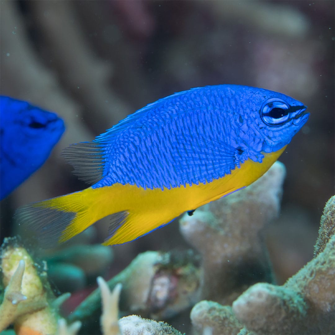 Azure Damselfish (Chrysiptera hemicyanea) | Reef Network