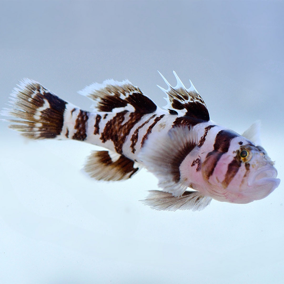 Black Barred Convict Goby (Priolepis nocturna) Bakım Rehberi
