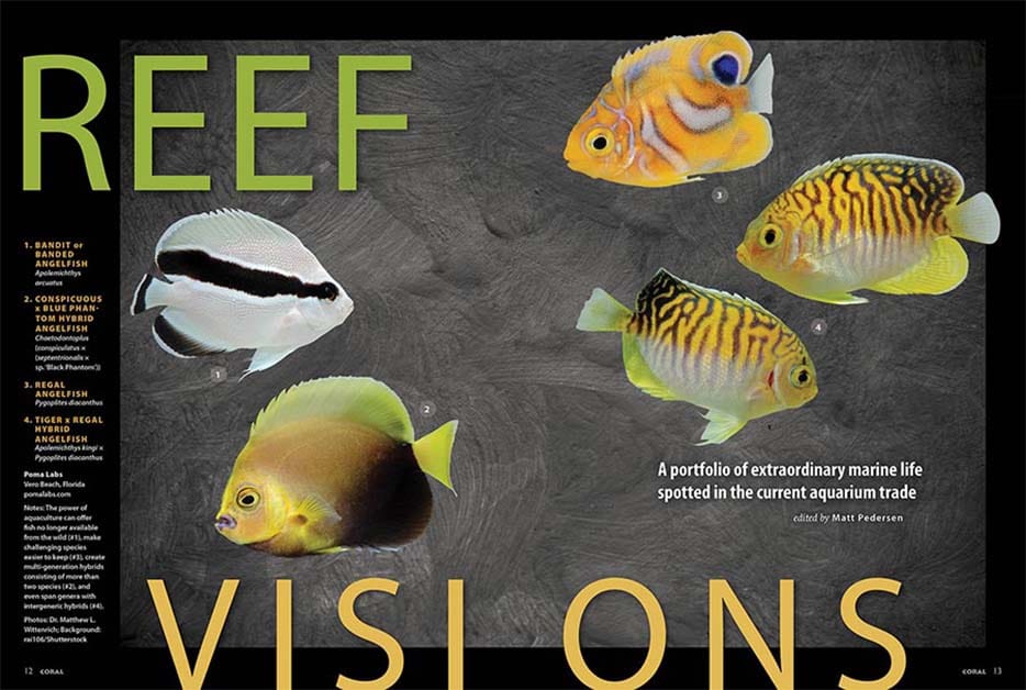 Breeding Breakthroughs / CORAL Magazine: Reef Vision