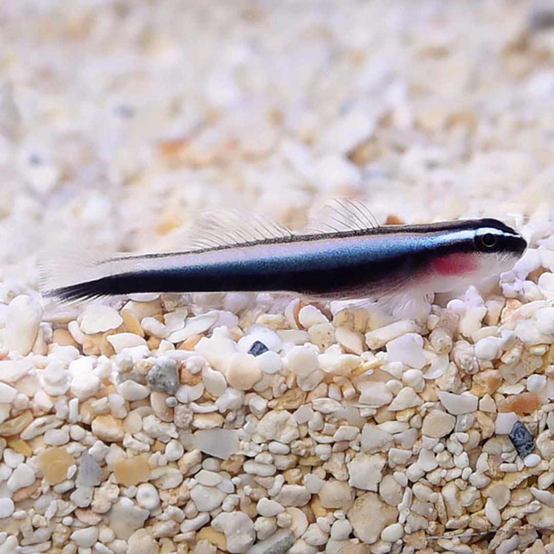 Broadstripe Goby (Elacatinus prochilos) Bakım Rehberi