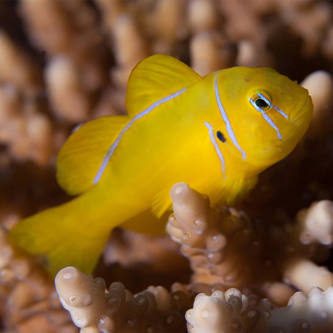 Citron Goby (Gobiodon citrinus), dallı bir Acropora kolonisinin dalları arasında otururken, başındaki mavi çubuklar görünür halde
