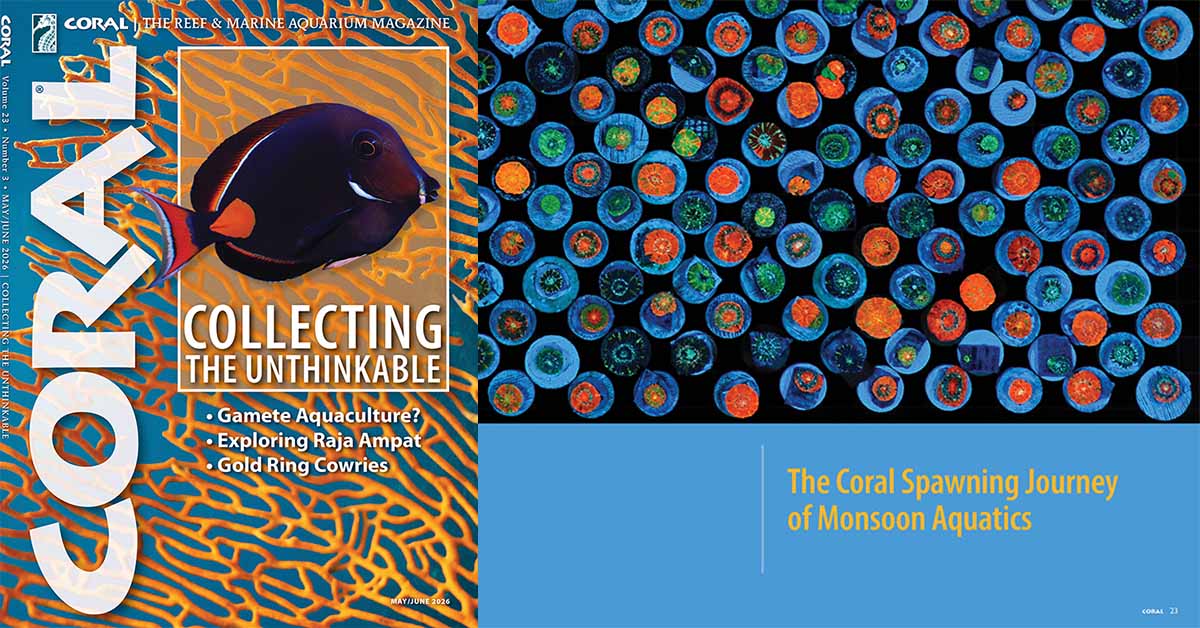 Düşünülmeyeni toplamak / CORAL Dergisi İncelemesi 2026