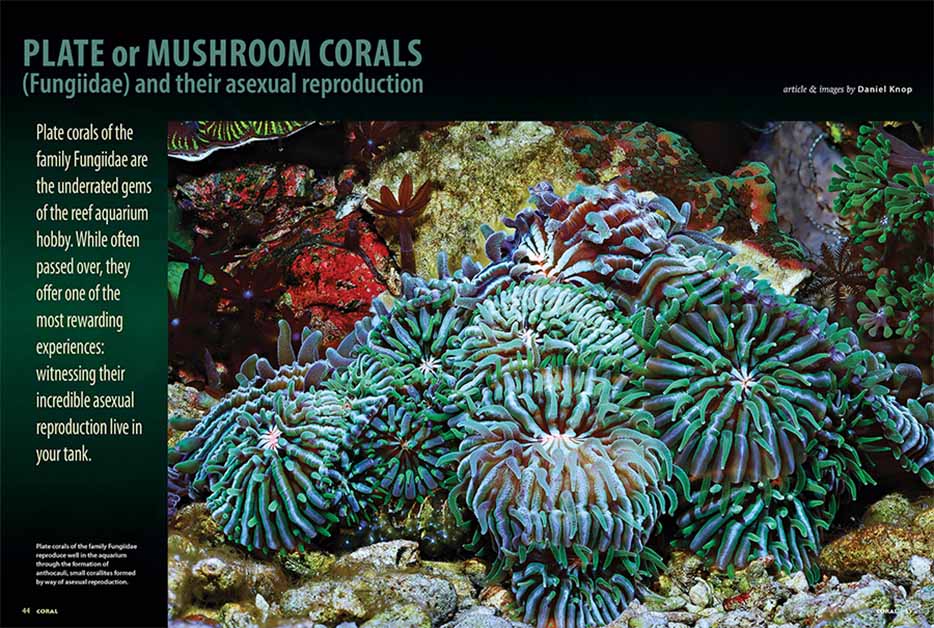 Levha veya Mantar Mercanları: Düşünülmeyeni Toplamak / CORAL Dergisi