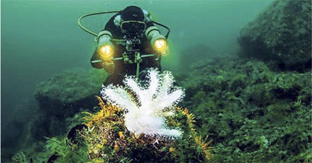 Coral Communities off the Shores of the Prince Islands