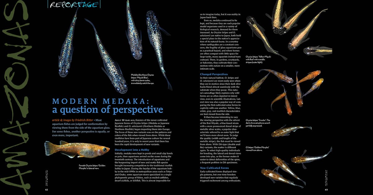 Equatorial Fishes / AMAZONAS Magazine 2026 Review