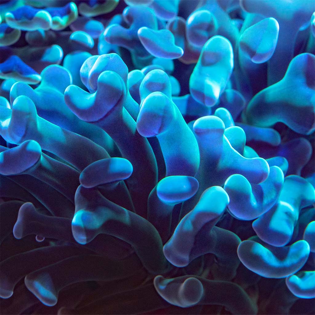 Hammer Coral kolonisi, çekiç biçimli uçları olan dokunaçları tümüyle açık halde, duvar biçimli iskeletin üzerinde