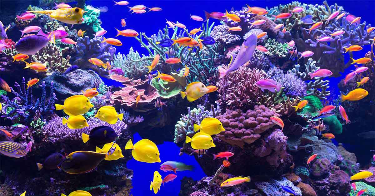 How Many Fish Can Fit in an Aquarium? 2026 Modern Guide