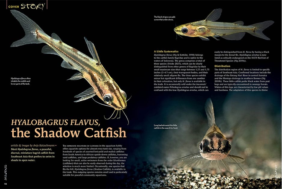 Hyalobagrus Flavus, The Shadow Catfish