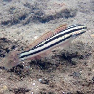 Link's Goby (Amblygobius linki) Care Guide
