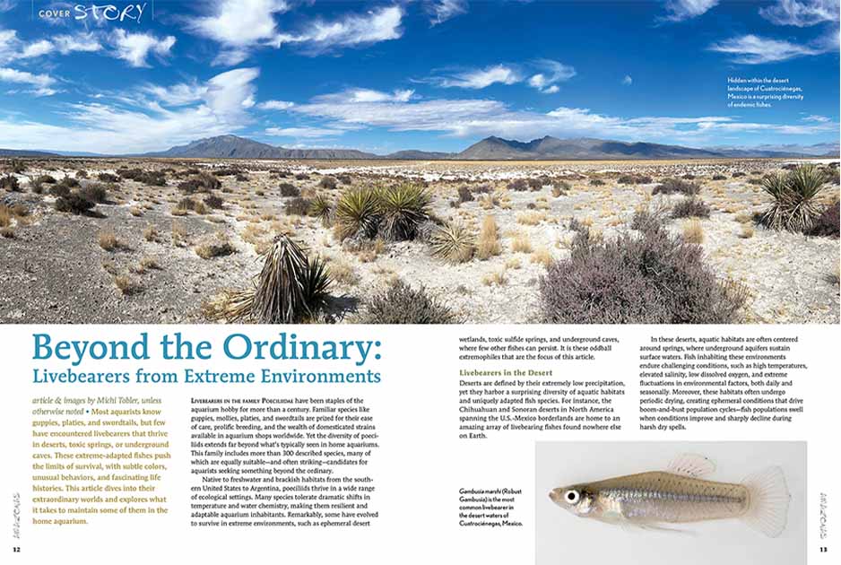 Livebearers: Wild & Domestic / AMAZONAS Magazine / Livebearers from Extreme Environments