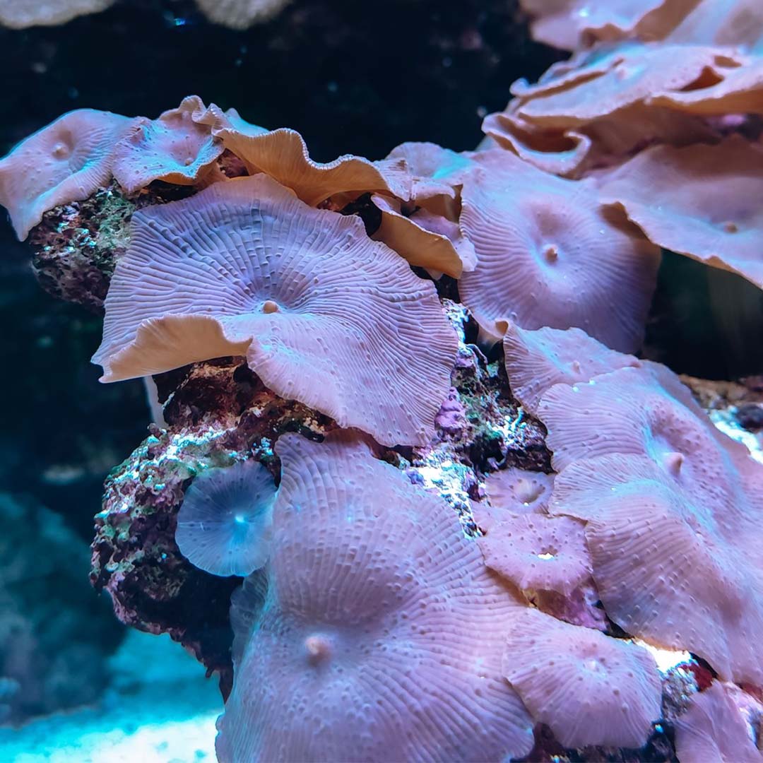 Mushroom Coral (Discosoma sp.) opened side by side across a rock as a group of discs, the mouth areas lighter than the disc surface