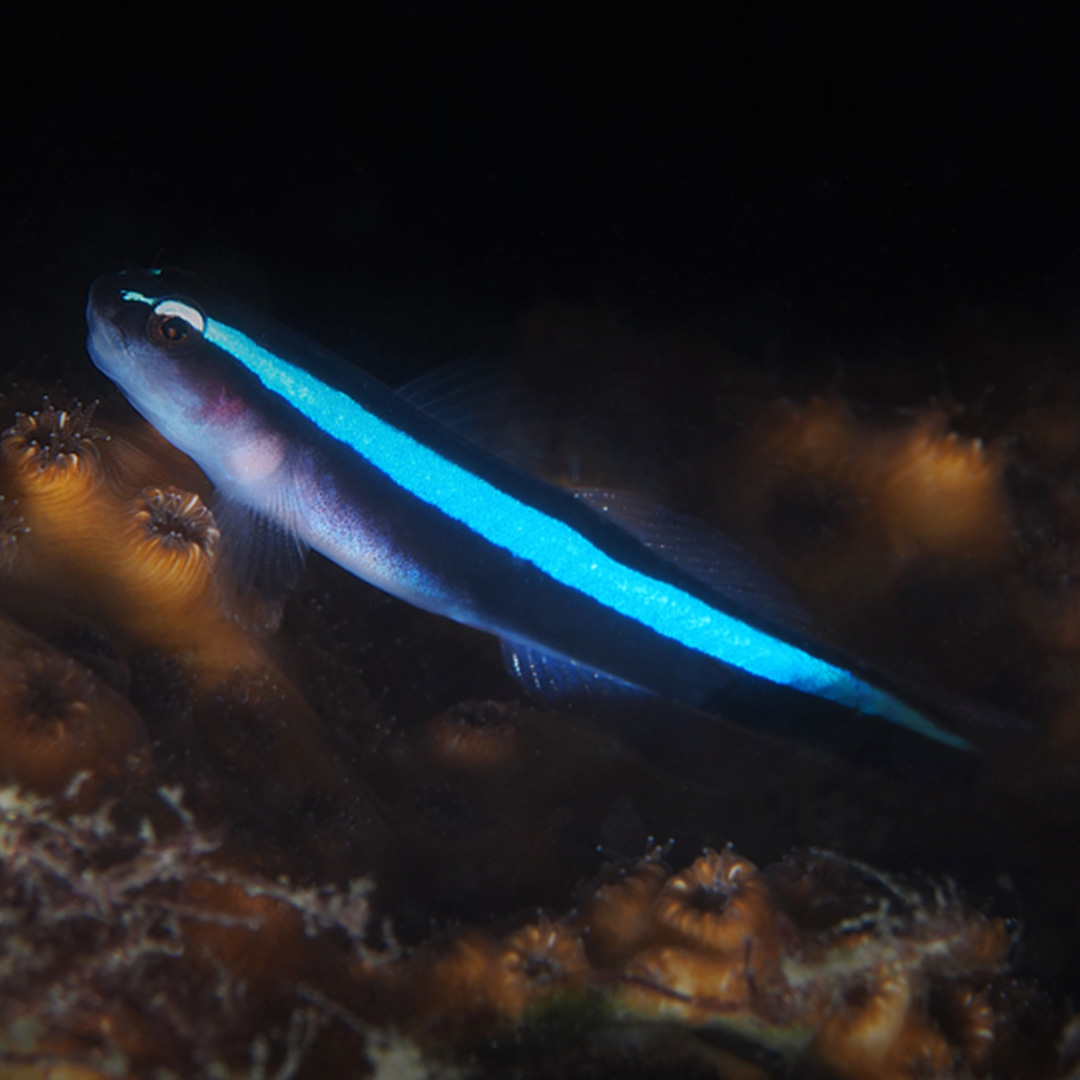 Neon Goby (Elacatinus oceanops) resting on a coral head, a blue stripe running between its dark back and pale belly