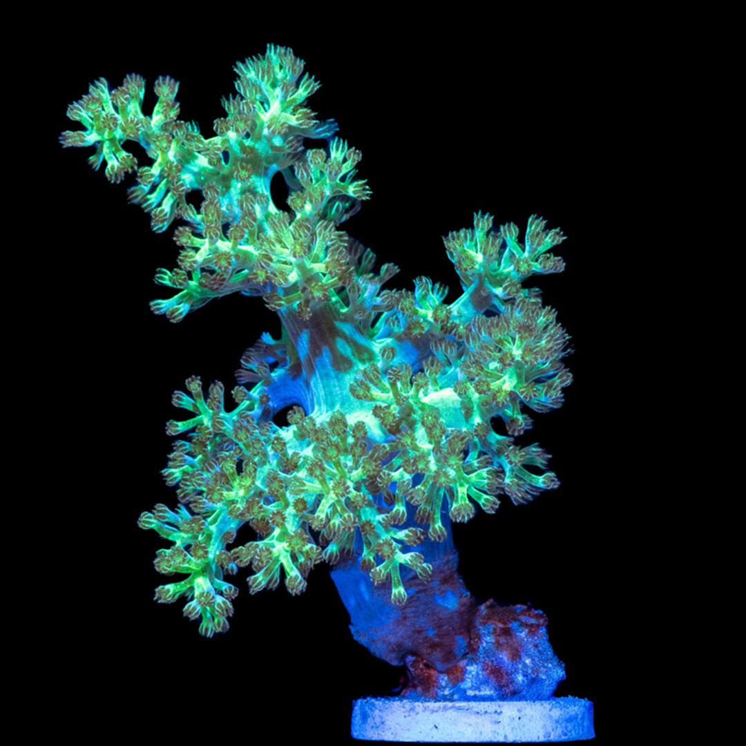 Neon Pineapple Tree Coral (Capnella sp.), polipleri tümüyle açık halde, kalın sapının tepesinde parlak yeşil dal tacıyla
