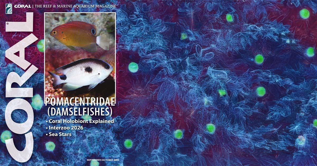 Damselfish ailesi Pomacentridae'yi kapağa taşıyan CORAL Dergisi sayısı