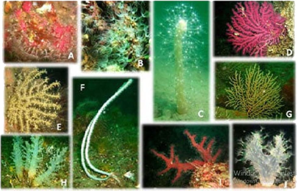 Coral Communities In The Prince Islands