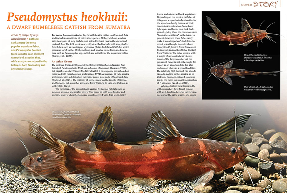 Pseudomystus heokhuii benekli yaban arısı yayın balığı, saklandığı yerde dinleniyor.