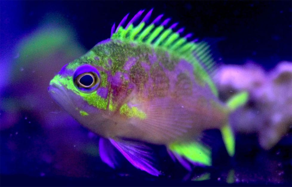 Rose Anthias (Odontanthias katayamai)