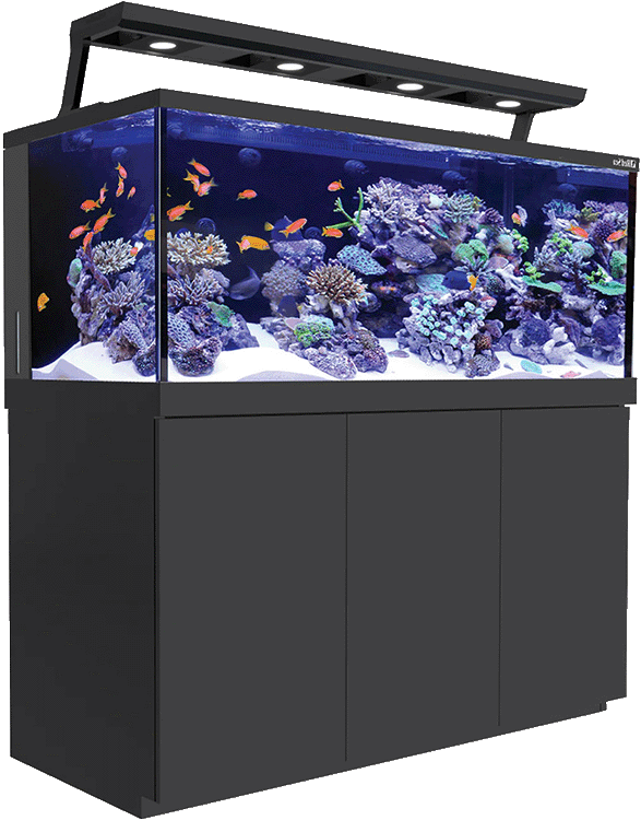 Reef Network Saltwater Aquarium Blog