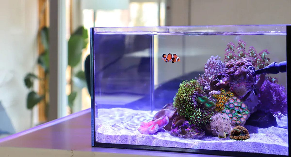 How to Set Up a Saltwater Aquarium: A Step-by-Step Guide
