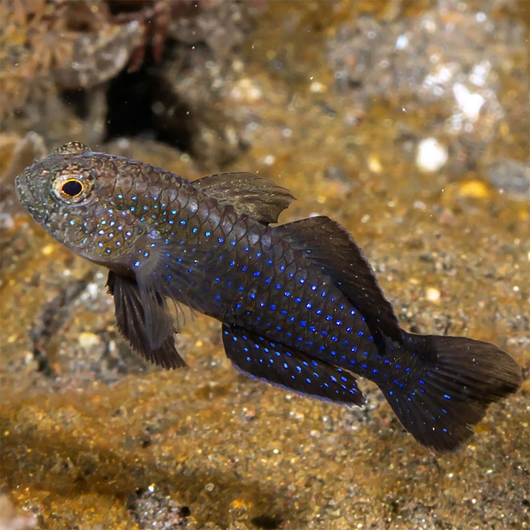 Starry Goby (Asterropteryx semipunctatus) Care Guide