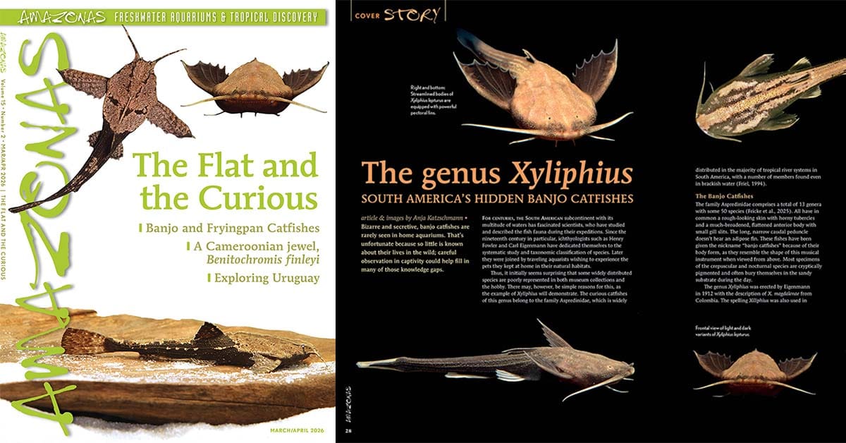 The Flat and the Curious / AMAZONAS Magazine Review