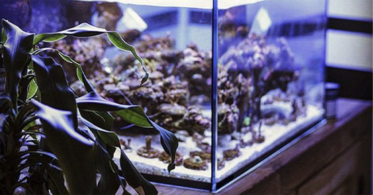 Saltwater Aquarium Setup: A Step-by-Step Guide for Beginners
