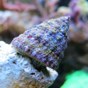 Turbo Snail (Tectus fenestratus) Care Guide