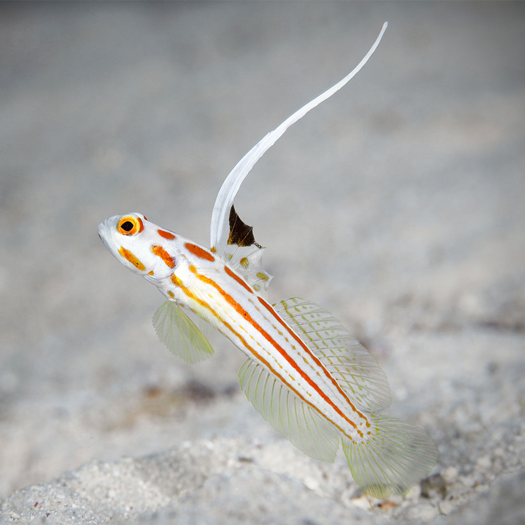 Yasha Goby hovering just above the sand, showing the orange stripes on its white body and a long white dorsal fin ray