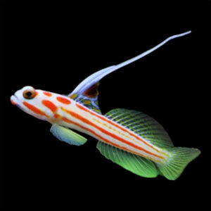 Yasha White Ray Shrimp Goby (Stonogobiops yasha)