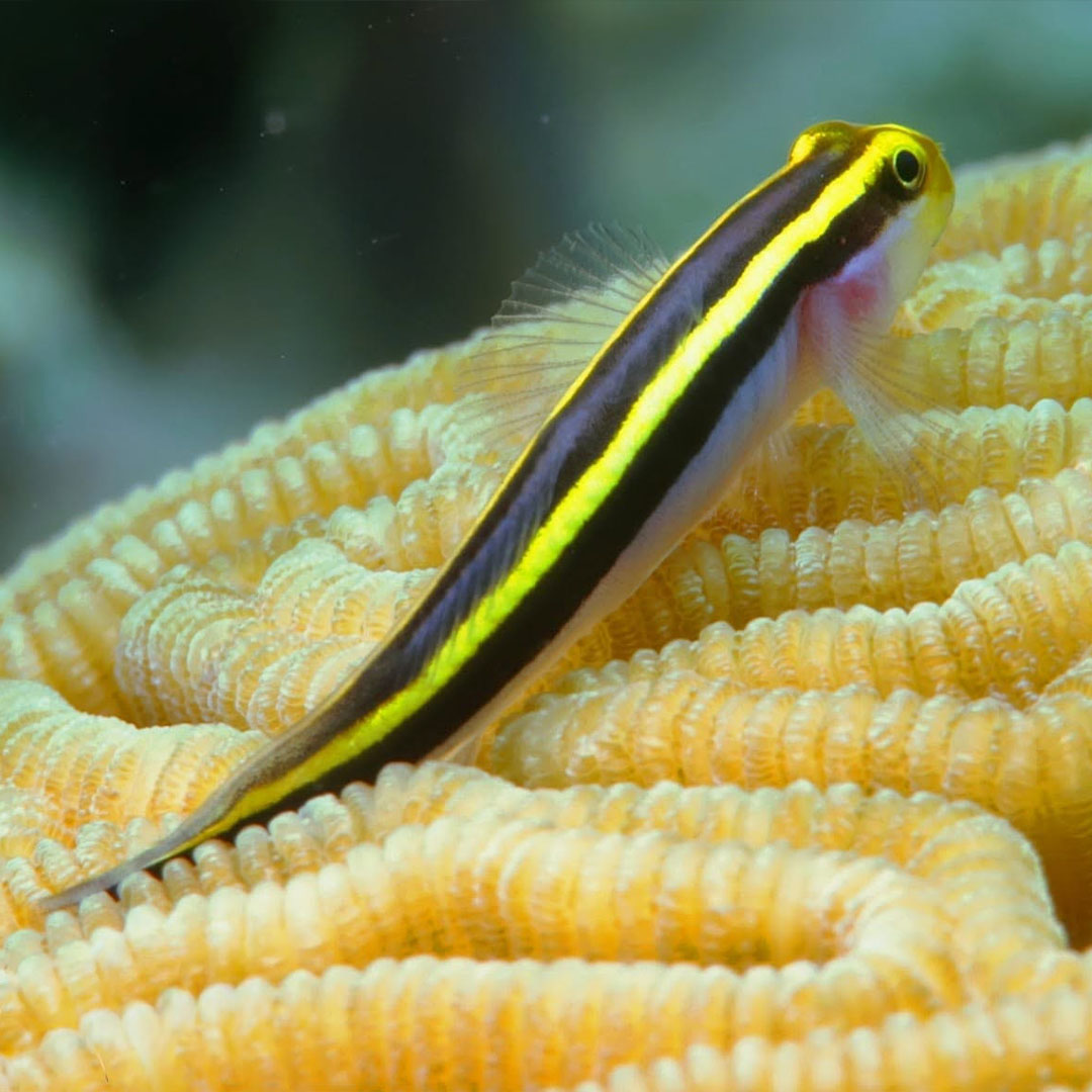 Yellow Line Goby (Elacatinus figaro) Care Guide
